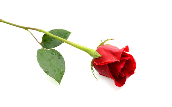 beautiful single red rose isolated on white background