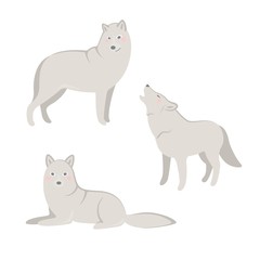 Polar wolf on white background in different poses.