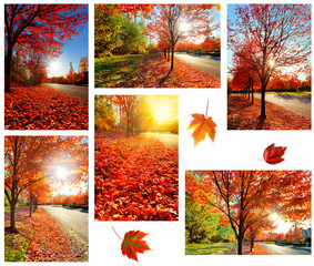 Collage of maple trees and leaves in bright autumn sunshine