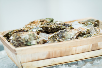 Closed oyster in basket on ice