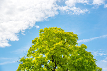 Fresh green tree and cloudy sky