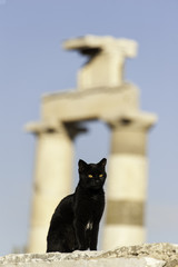 Black Cat at Ephesus