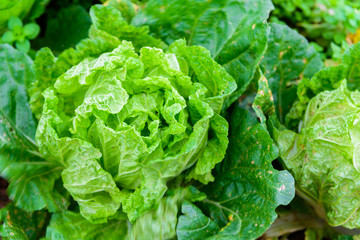 Chinese lettuce at Phu tubberk