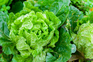 Fototapeta na wymiar Chinese lettuce at Phu tubberk