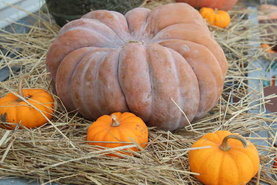 odd shaped pumpkin gourd on a bed of hay with mini pumpkins
