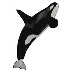 Obraz premium Killer Whale Male - The Killer Whale also known as Orca is one of the largest predators of the oceans and is very intelligent.