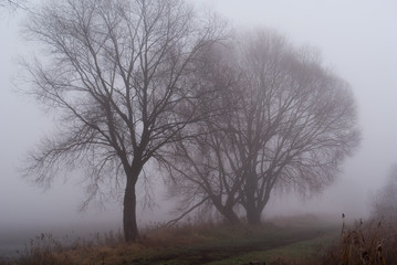 drzewa we mgle nad brzegiem wody - obrazy, fototapety, plakaty