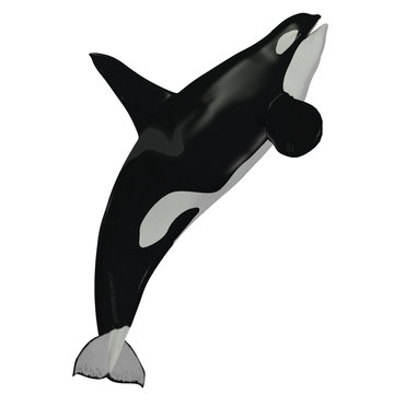 Killer Whale Male - The Killer Whale also known as Orca is one of the largest predators of the oceans and is very intelligent.