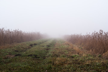 Obraz na płótnie Canvas droga we mgle pomiędzy dwoma brzegami stawów