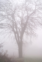 drzewo we mgle - obrazy, fototapety, plakaty