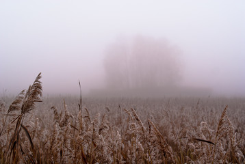 wyspa we mgle na stawie porośniętym trzciną pospolitą