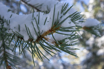 Naklejka na ściany i meble Pine branch with melting snow