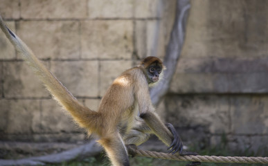 Geoffroy’s Spider Monkey