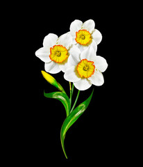 spring flowers narcissus