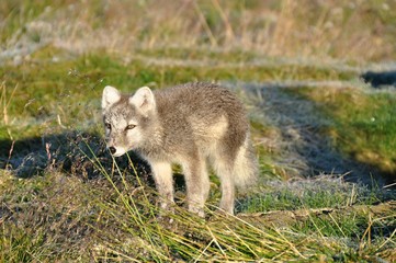 cute silver puppy of arctic fox in summer sun, Iceland