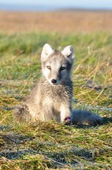 cute silver puppy of arctic fox in summer sun, Iceland