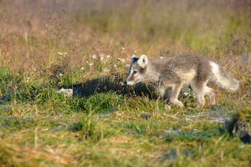 cute silver puppy of arctic fox in summer sun, Iceland