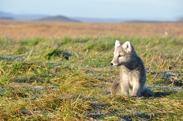 cute silver puppy of arctic fox in summer sun, Iceland - 132075153