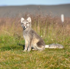 cute silver puppy of arctic fox in summer sun, Iceland