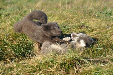 two puppies of arctic fox playing