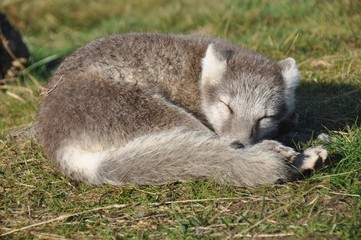 cute silver puppy of arctic fox sleeping in the grass, Iceland