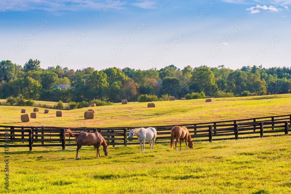 Wall mural Horses at horse farm. Country summer landscape