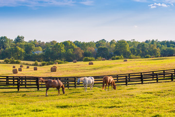 Paarden bij paardlandbouwbedrijf. Land zomer landschap