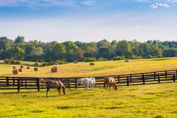 Tuinposter Paarden bij paardlandbouwbedrijf. Land zomer landschap © volgariver