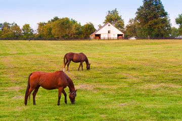 Horses at horse farm. Country summer landscape