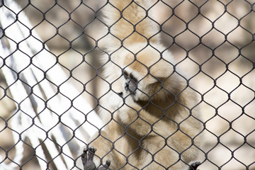 Lar Gibbon