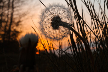 Fototapeta premium Pusteblume bei Sonnenuntergang