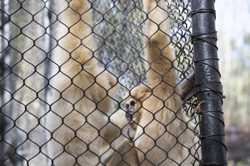 Lar Gibbon
