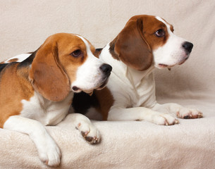 Two Beagle lying on a light background, indoor
