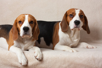 Two Beagle lying on a light background, indoor