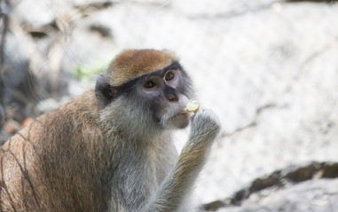 Patas Monkey