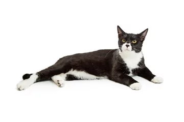Foto op Aluminium Black and White Tuxedo Cat Lying Down © adogslifephoto