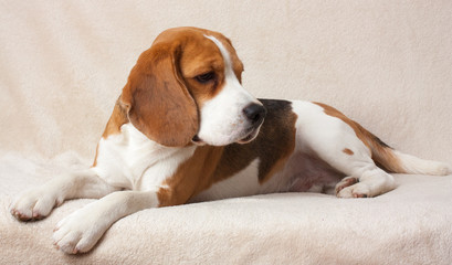 beagle dog indoor portrait, on a light background