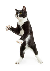 Playful Tuxedo Cat Standing Paws Up