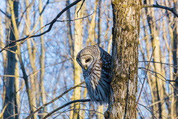 The barred owl is a large typical owl native to North America. Best known as the hoot owl for its distinctive call, it goes by many other names, including eight hooter, rain, wood  and striped owl. 