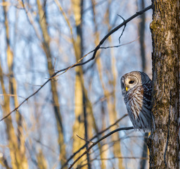 The barred owl is a large typical owl native to North America. Best known as the hoot owl for its distinctive call, it goes by many other names, including eight hooter, rain, wood  and striped owl. 