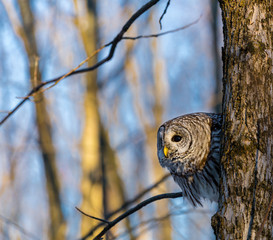 The barred owl is a large typical owl native to North America. Best known as the hoot owl for its distinctive call, it goes by many other names, including eight hooter, rain, wood  and striped owl. 