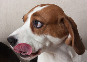 beagle dog indoor portrait, on a light background