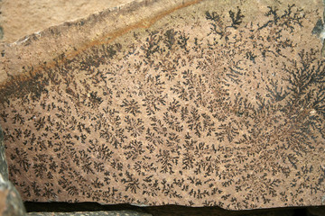 Traces of ancient plants on rock stone - Paleontology. Prints antediluvian plant or leaves on the stone.