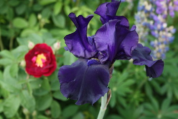 Iris mit rose 