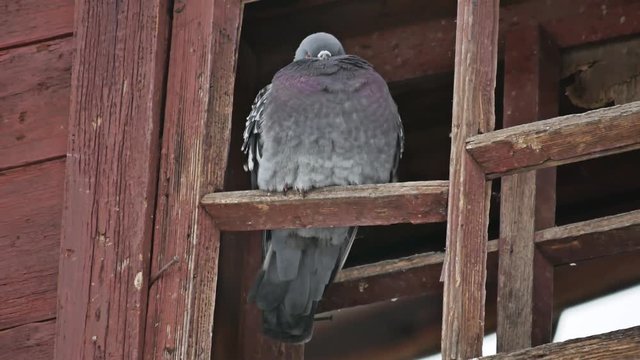 Blue dove pigeon sitting on the old window winces from the wind bird on the street