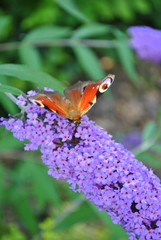 Motyl na fioletowym kwiatku