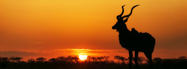 South Africa Sunset Kudu Silhouette © adogslifephoto