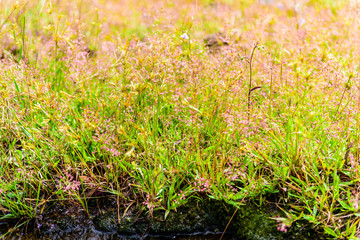 Plants ecosystems and flower in 
