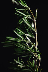 ROSEMARY