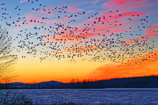 Snow Geese Flying Over Frozen Lake